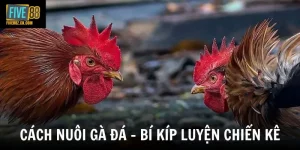 Cách Nuôi Gà Đá - Bí Quyết Chăm Sóc Chiến Kê Bất Bại Từ Các Cao Thủ