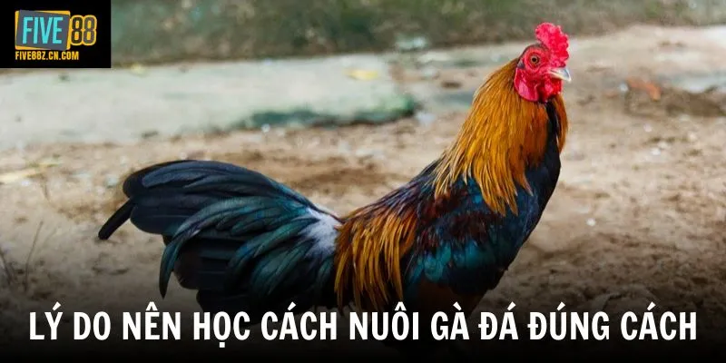 Lý do nên học cách nuôi gà đá đúng cách
