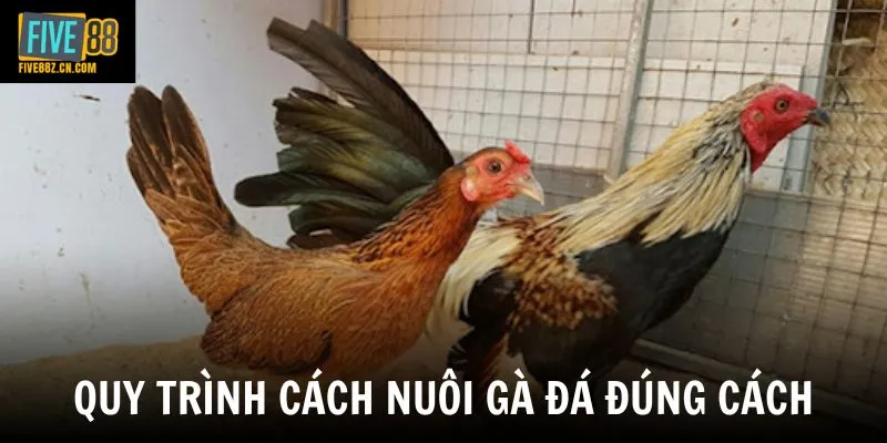 Quy trình cách nuôi gà đá đúng cách