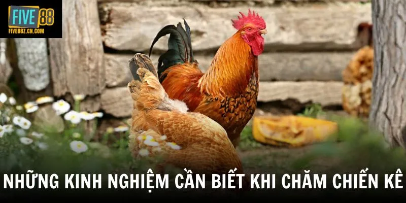 Những kinh nghiệm cần biết khi chăm chiến kê