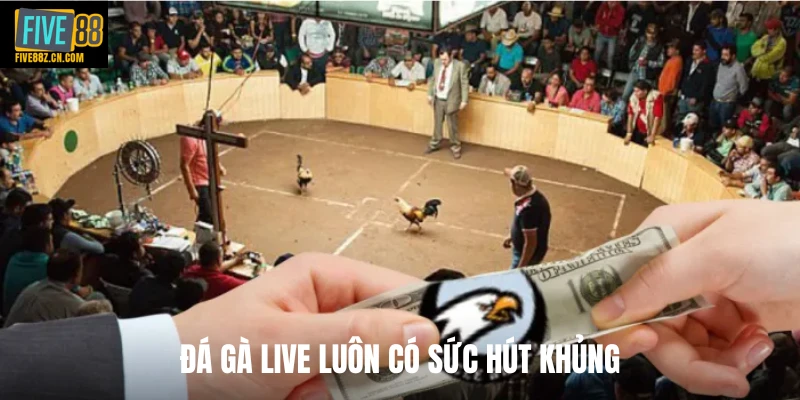 Đá gà live luôn có sức hút khủng