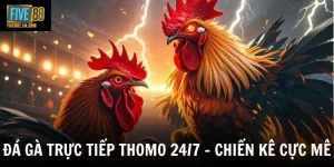 Đá Gà Trực Tiếp Thomo 24/7 - Trải Nghiệm Theo Dõi Trận Đấu Hấp Dẫn