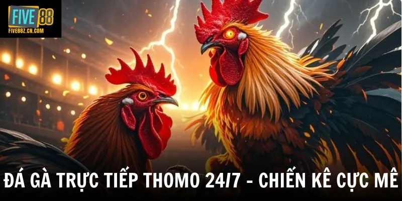 Đá Gà Trực Tiếp Thomo 24/7 - Trải Nghiệm Theo Dõi Trận Đấu Hấp Dẫn