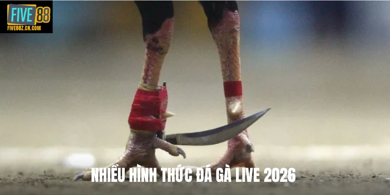 Nhiều hình thức đá gà live 2026