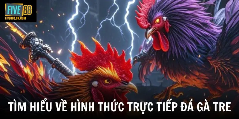 Tìm hiểu về hình thức trực tiếp đá gà tre