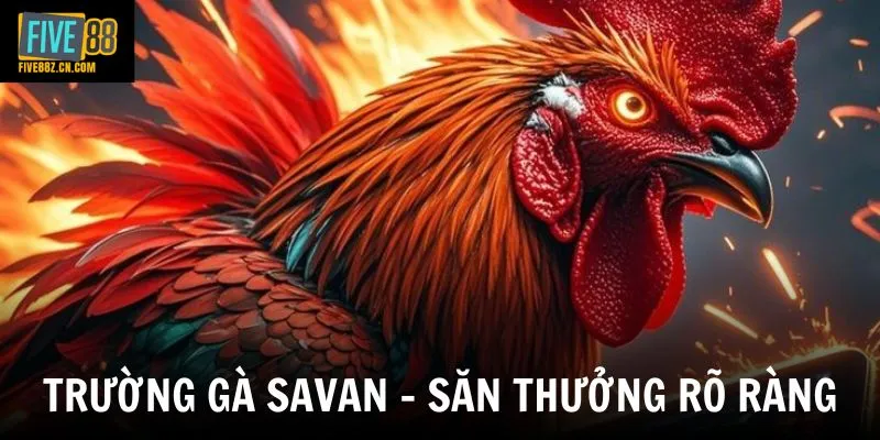 Trường Gà Savan - Tâm Điểm Của Những Trận Chiến Kê Sôi Động