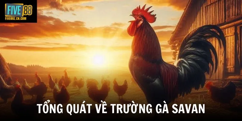 Tổng quát về trường gà Savan
